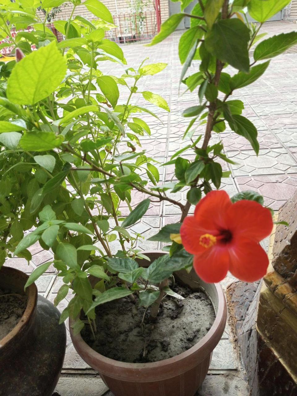 Sohibqiron Boutique Hotel บูคารา ภายนอก รูปภาพ